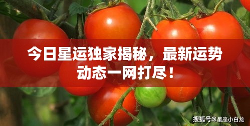 今日星運獨家揭秘，最新運勢動態(tài)一網(wǎng)打盡！