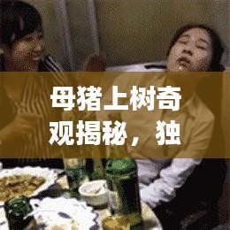 母豬上樹奇觀揭秘，獨家旅游攻略，帶你探秘獨特體驗！