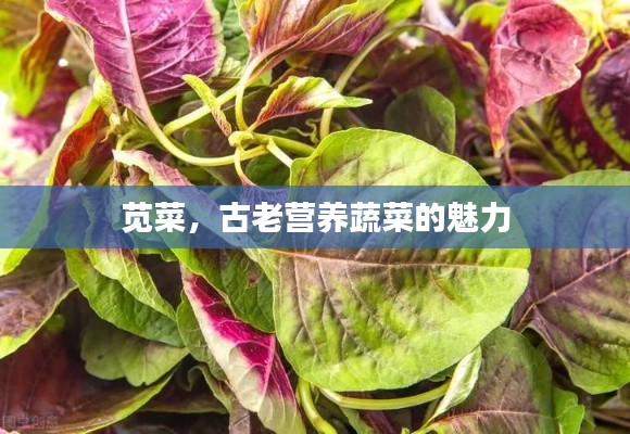 莧菜，古老營養(yǎng)蔬菜的魅力