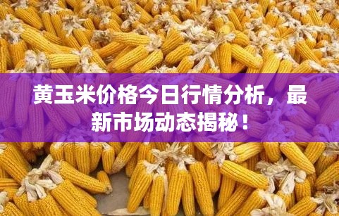 黃玉米價格今日行情分析，最新市場動態(tài)揭秘！