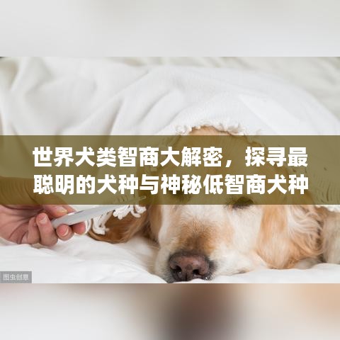 世界犬類智商大解密，探尋最聰明的犬種與神秘低智商犬種之謎！