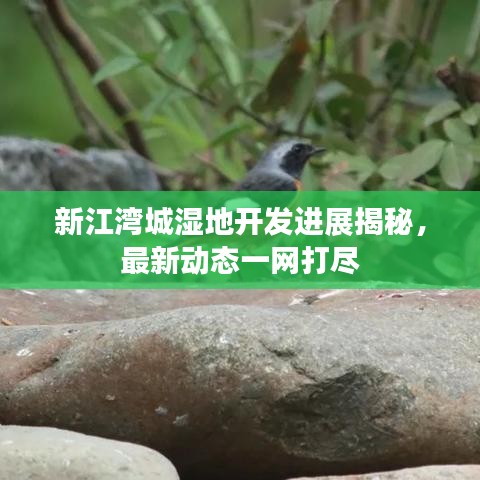 新江灣城濕地開發(fā)進(jìn)展揭秘，最新動(dòng)態(tài)一網(wǎng)打盡