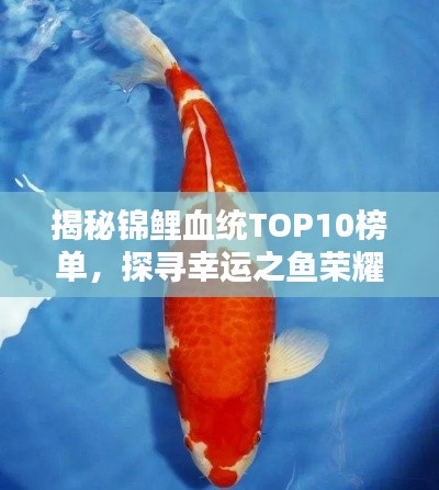 揭秘錦鯉血統(tǒng)TOP10榜單，探尋幸運(yùn)之魚榮耀上榜的奧秘！