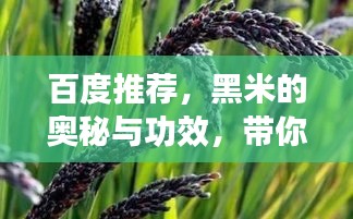 百度推薦，黑米的奧秘與功效，帶你探索黑米的世界！