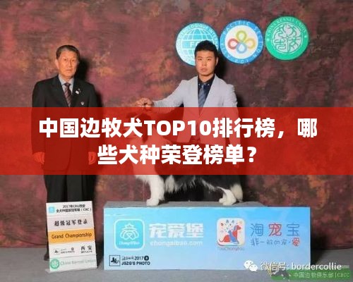 中國(guó)邊牧犬TOP10排行榜，哪些犬種榮登榜單？