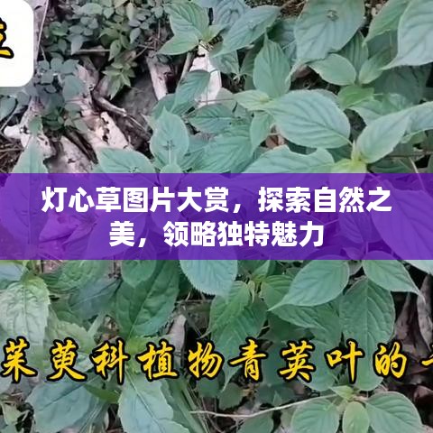 燈心草圖片大賞，探索自然之美，領略獨特魅力