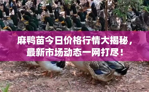麻鴨苗今日價(jià)格行情大揭秘，最新市場動(dòng)態(tài)一網(wǎng)打盡！