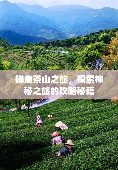 禪意茶山之旅，探索神秘之旅的攻略秘籍