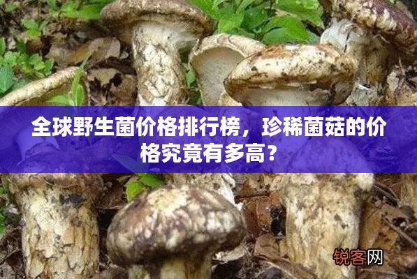 全球野生菌價格排行榜，珍稀菌菇的價格究竟有多高？