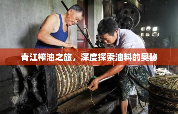 青江榨油之旅，深度探索油料的奧秘