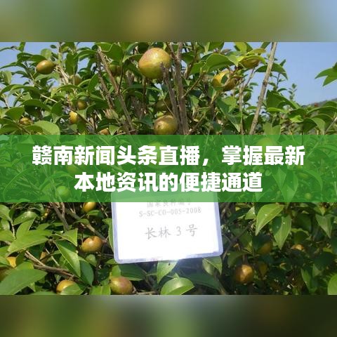 贛南新聞?lì)^條直播，掌握最新本地資訊的便捷通道