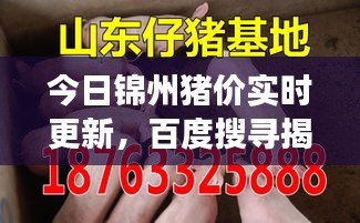 今日錦州豬價實時更新，百度搜尋揭示最新市場動態(tài)