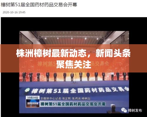 株洲樟樹最新動態(tài)，新聞頭條聚焦關(guān)注