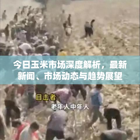 今日玉米市場(chǎng)深度解析，最新新聞、市場(chǎng)動(dòng)態(tài)與趨勢(shì)展望