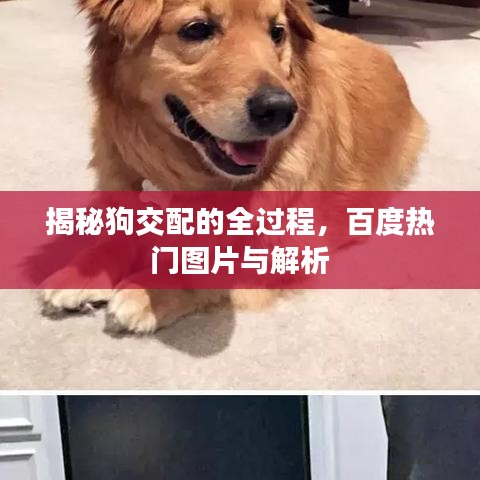 揭秘狗交配的全過程，百度熱門圖片與解析