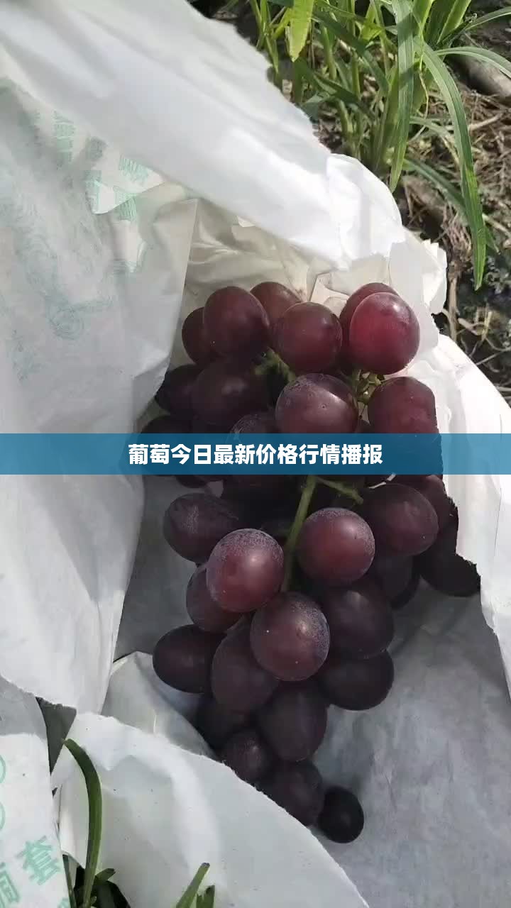 葡萄今日最新價(jià)格行情播報(bào)