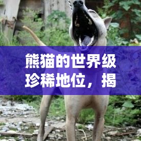 熊貓的世界級(jí)珍稀地位，揭秘全球稀有排名榜單