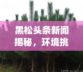 黑松頭條新聞揭秘，環(huán)境挑戰(zhàn)背后的故事