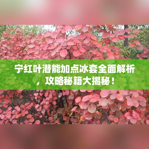 寧紅葉潛能加點(diǎn)冰套全面解析，攻略秘籍大揭秘！