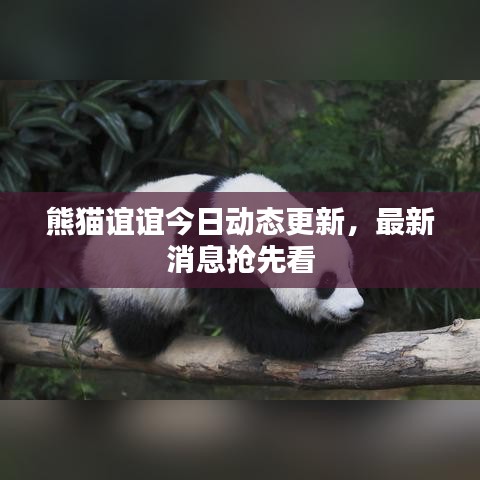 熊貓誼誼今日動態(tài)更新，最新消息搶先看