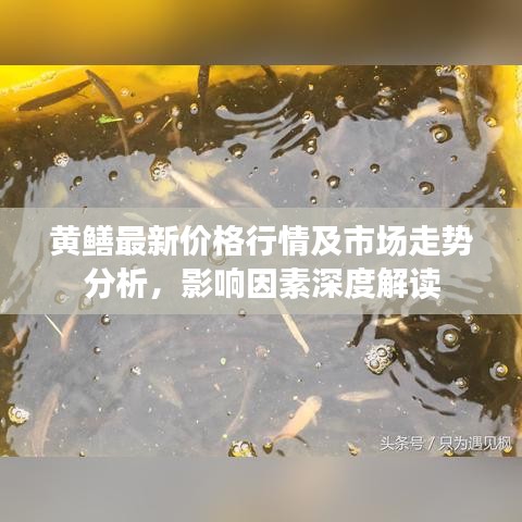 黃鱔最新價(jià)格行情及市場(chǎng)走勢(shì)分析，影響因素深度解讀