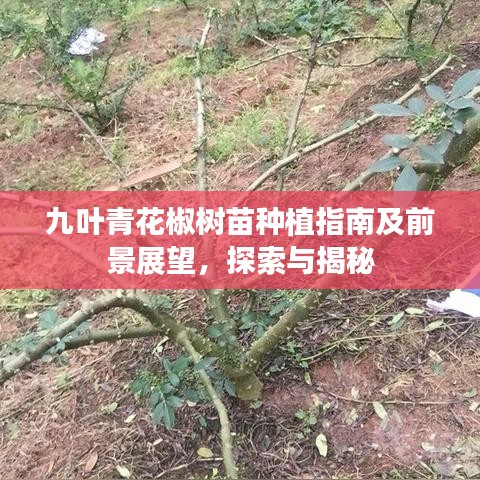 九葉青花椒樹苗種植指南及前景展望，探索與揭秘