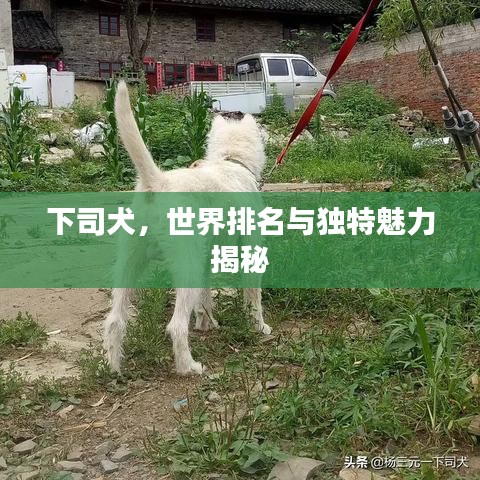 下司犬，世界排名與獨(dú)特魅力揭秘