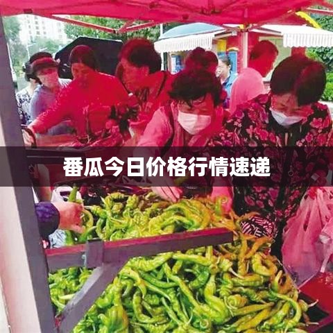 番瓜今日價(jià)格行情速遞