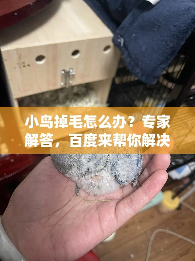 小鳥(niǎo)掉毛怎么辦？專家解答，百度來(lái)幫你解決疑惑！