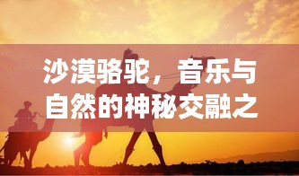沙漠駱駝，音樂(lè)與自然的神秘交融之旅