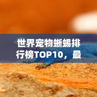 世界寵物蜥蜴排行榜TOP10，最受歡迎的寵物蜥蜴盤點