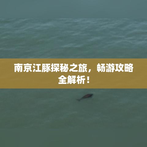 南京江豚探秘之旅，暢游攻略全解析！