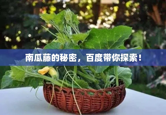南瓜藤的秘密，百度帶你探索！
