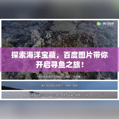 探索海洋寶藏，百度圖片帶你開(kāi)啟尋魚(yú)之旅！