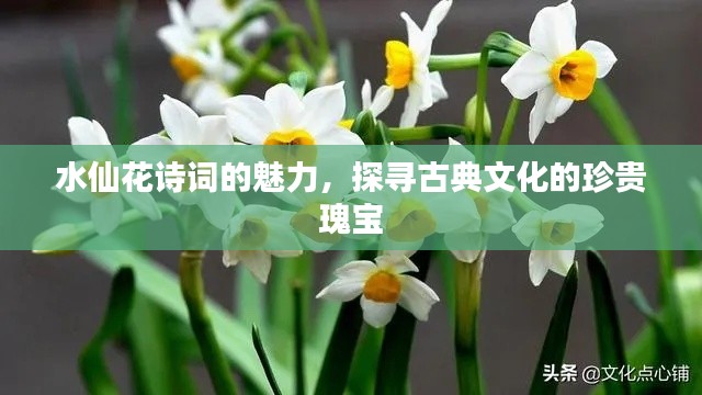 水仙花詩詞的魅力，探尋古典文化的珍貴瑰寶