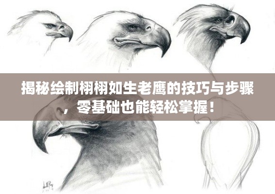 揭秘繪制栩栩如生老鷹的技巧與步驟，零基礎(chǔ)也能輕松掌握！
