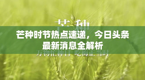 芒種時節(jié)熱點速遞，今日頭條最新消息全解析