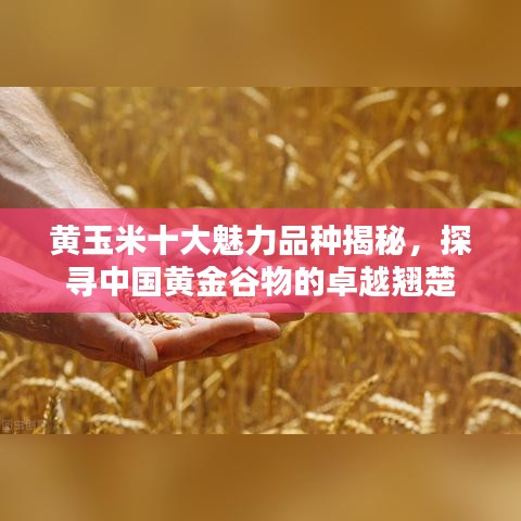黃玉米十大魅力品種揭秘，探尋中國黃金谷物的卓越翹楚