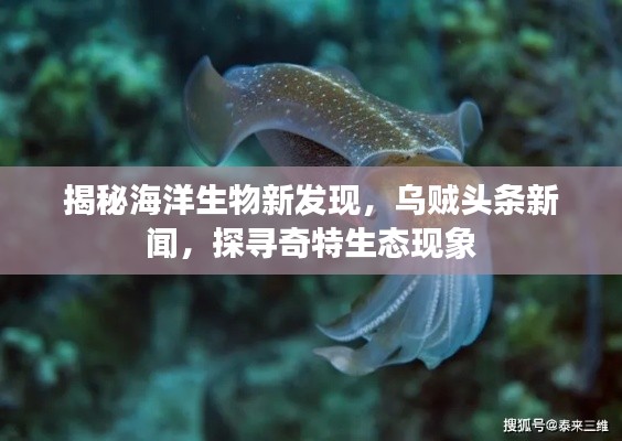 揭秘海洋生物新發(fā)現(xiàn)，烏賊頭條新聞，探尋奇特生態(tài)現(xiàn)象