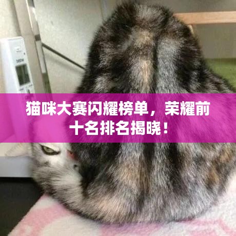 貓咪大賽閃耀榜單，榮耀前十名排名揭曉！