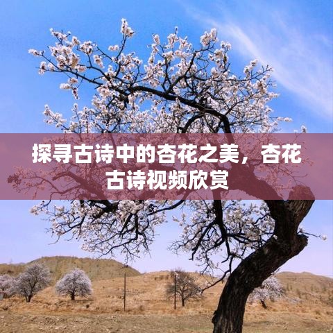 探尋古詩中的杏花之美，杏花古詩視頻欣賞
