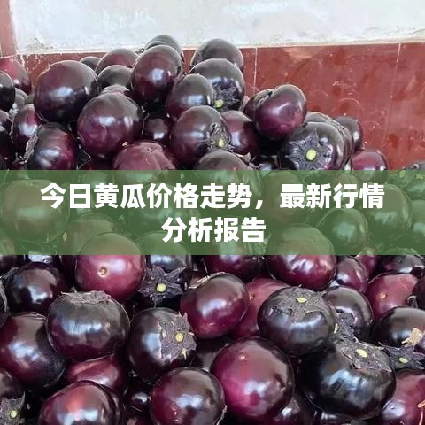 今日黃瓜價格走勢，最新行情分析報告
