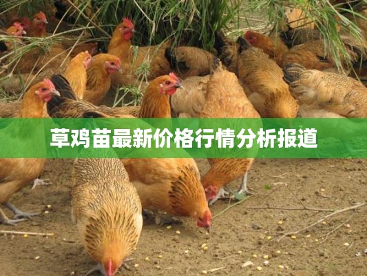 草雞苗最新價格行情分析報道