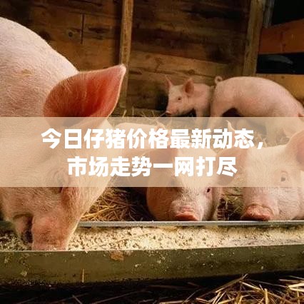 今日仔豬價(jià)格最新動(dòng)態(tài)，市場走勢一網(wǎng)打盡