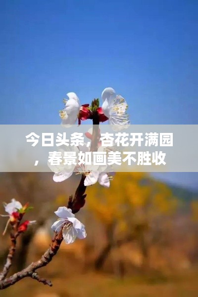 今日頭條，杏花開滿園，春景如畫美不勝收