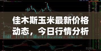 佳木斯玉米最新價(jià)格動(dòng)態(tài)，今日行情分析與市場(chǎng)趨勢(shì)解讀