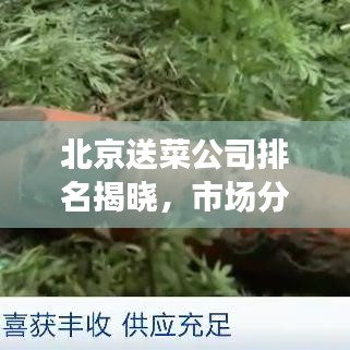 北京送菜公司排名揭曉，市場分析與趨勢解讀