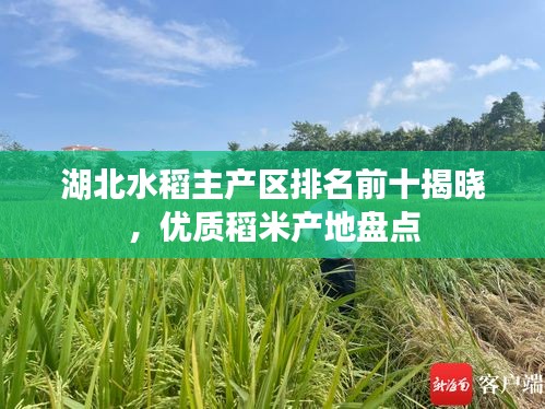 湖北水稻主產(chǎn)區(qū)排名前十揭曉，優(yōu)質(zhì)稻米產(chǎn)地盤點