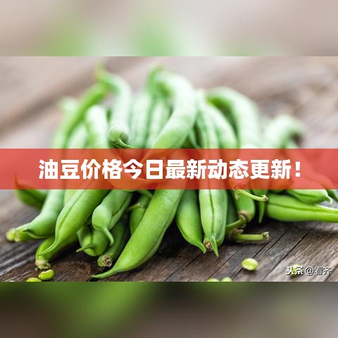 油豆價(jià)格今日最新動(dòng)態(tài)更新！