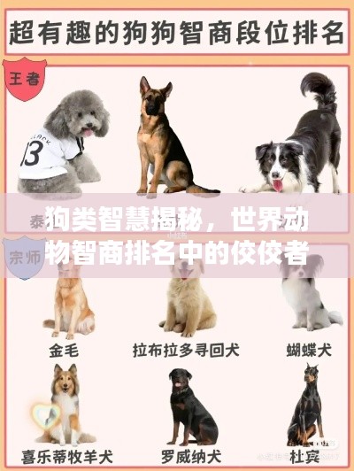 狗類智慧揭秘，世界動(dòng)物智商排名中的佼佼者